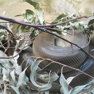 olive python