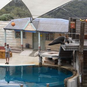 seal show