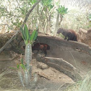 ring tailed mongoose