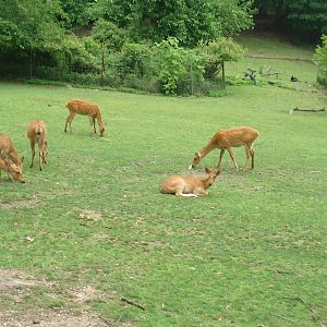 wild asia deer exhibit