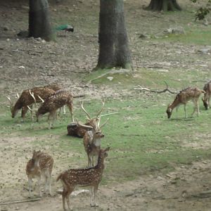 wild asia deer