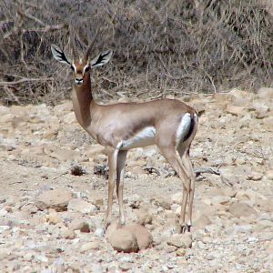 Gazella gazella acaciae (male), Southern Negev, 16-10-2010.