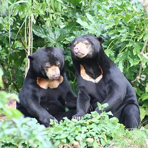 Sun Bears @ Edinburgh, 17.10.2010