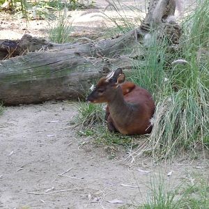 mexican brocket deer  zoo leon