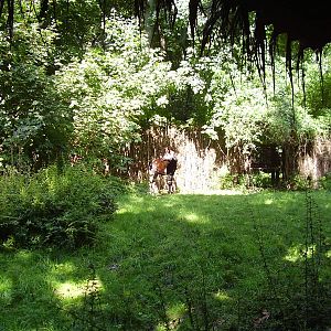 Okapi bull Steve, August 2010