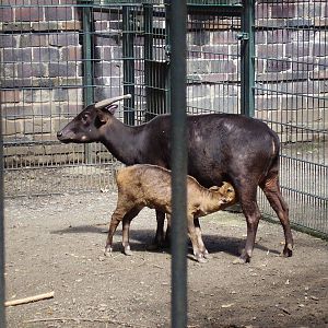 Anoa calf, August 2010