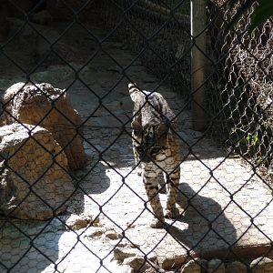 ocelot zoo leon