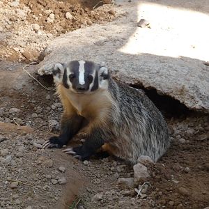 badger zoo leon