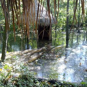 Okapi enclosure inundated, September 2010