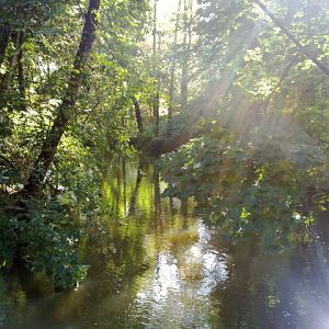 River Parthe at high watermark, September 2010