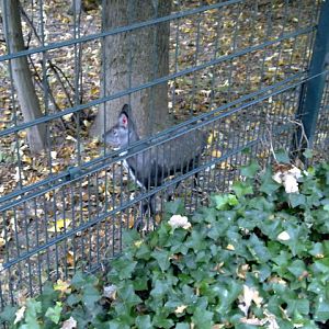 Male sibirian musk deer (born 2010), October 2010