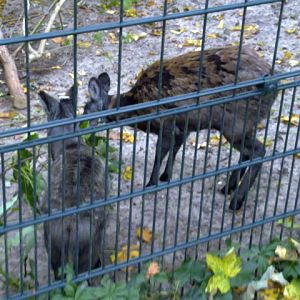 Female sibirian musk deers, October 2010
