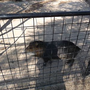white lipped peccary  zoo leon