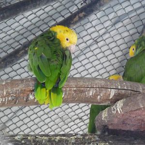 yellow headed amazon parrot zoo leon