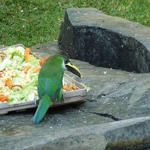 green toucanet zoo leon