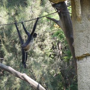 mexican spider monkey zoo leon