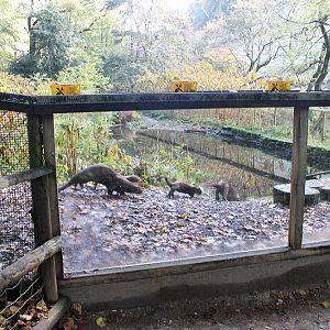 Giant otters and cubs - running down to the pool