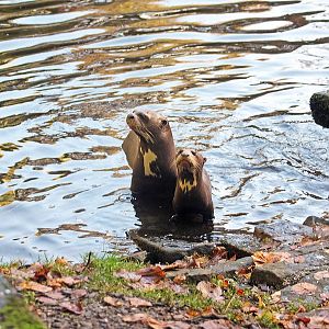 Giant otter and cub