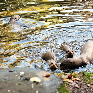 Giant otters and cubs