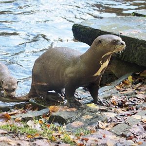 Giant otters and cubs