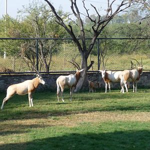 scimitar horned oryx zoo leon