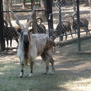 markhor zoo leon