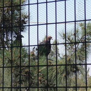 golden eagles zoo leon