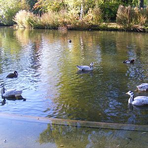 Waterfowl at Beale Park, 24 October 2010