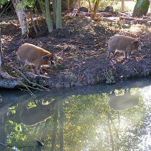 Red river hogs at Beale Park, 24 October 2010