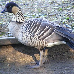Hawaiian goose at Beale Park, 24 October 2010