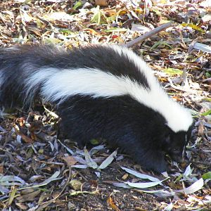 Striped skunk at Beale Park, 24 October 2010