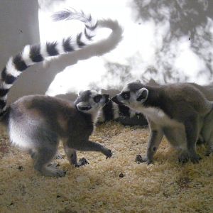 Ring-tailed lemurs at Beale Park, 24 October 2010