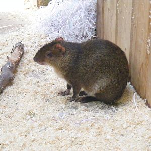 St. Vincent agouti at Beale Park, 24 October 2010