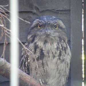 Tawny frogmouth at Beale Park, 24 October 2010