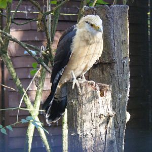Yellow-headed caracara at Beale Park, 24 October 2010