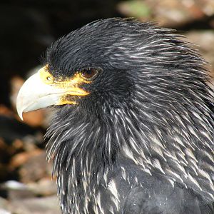 Striated caracara at Beale Park, 24 October 2010