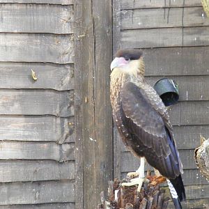 Crested caracara at Beale Park, 24 October 2010