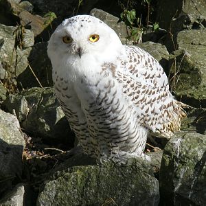 Snowy owl at Beale Park, 24 October 2010