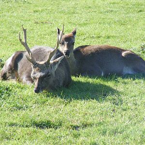 Deer at Beale Park, 24 October 2010