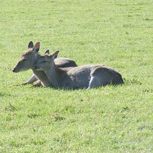 Deer at Beale Park, 24 October 2010