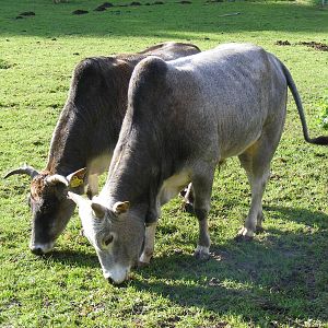Henry and Mimi the dwarf zebus at Beale Park, 24 October 2010