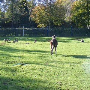 Alpaca, maras and greater rheas at Beale Park, 24 October 2010