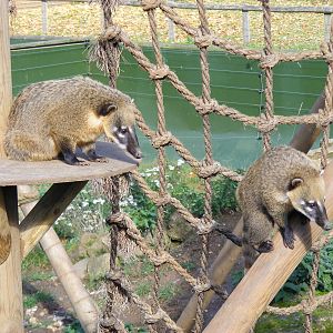 Coatis at Beale Park, 24 October 2010