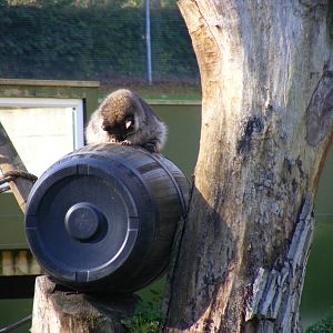 Northern raccoon at Beale Park, 24 October 2010