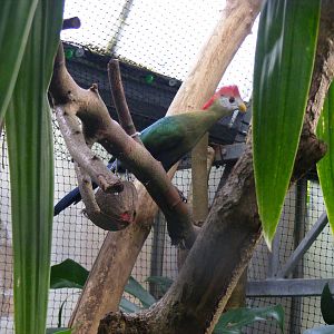 Red-crested turaco at The Living Rainforest, 24 October 2010