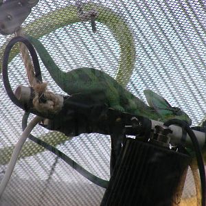 Veiled chameleon at The Living Rainforest, 24 October 2010