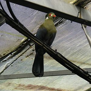 White cheeked turaco at The Living Rainforest, 24 October 2010