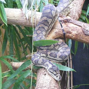 Carpet python at The Living Rainforest, 24 October 2010