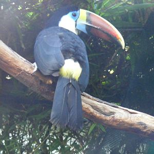Red billed toucan at The Living Rainforest, 24 October 2010