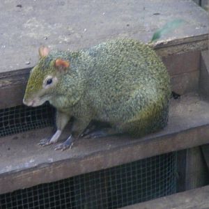 Azara's agouti at The Living Rainforest, 24 October 2010